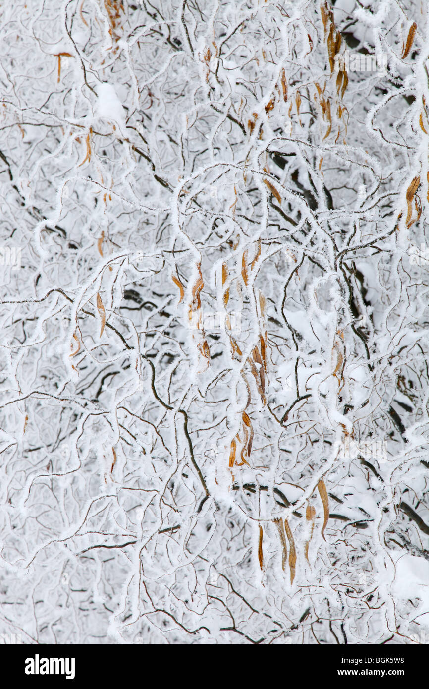 Struttura di cavatappi willow con brina Foto Stock