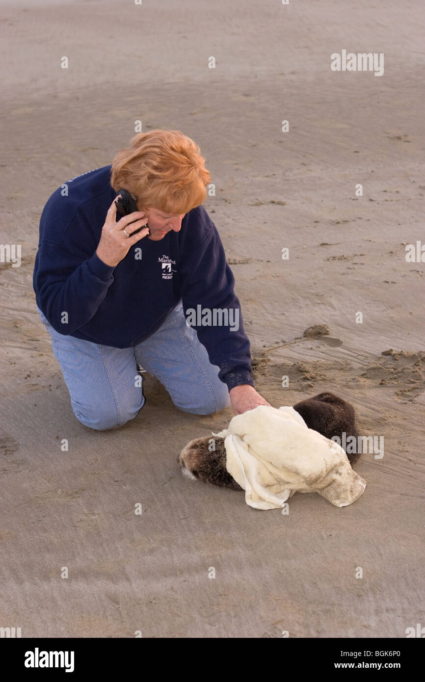 Telefona volontariamente per consiglio su lontra di mare con ipoglicemia grave e peritonite di Acanthocephalan, un'infiammazione addominale da infezione parassitaria Foto Stock