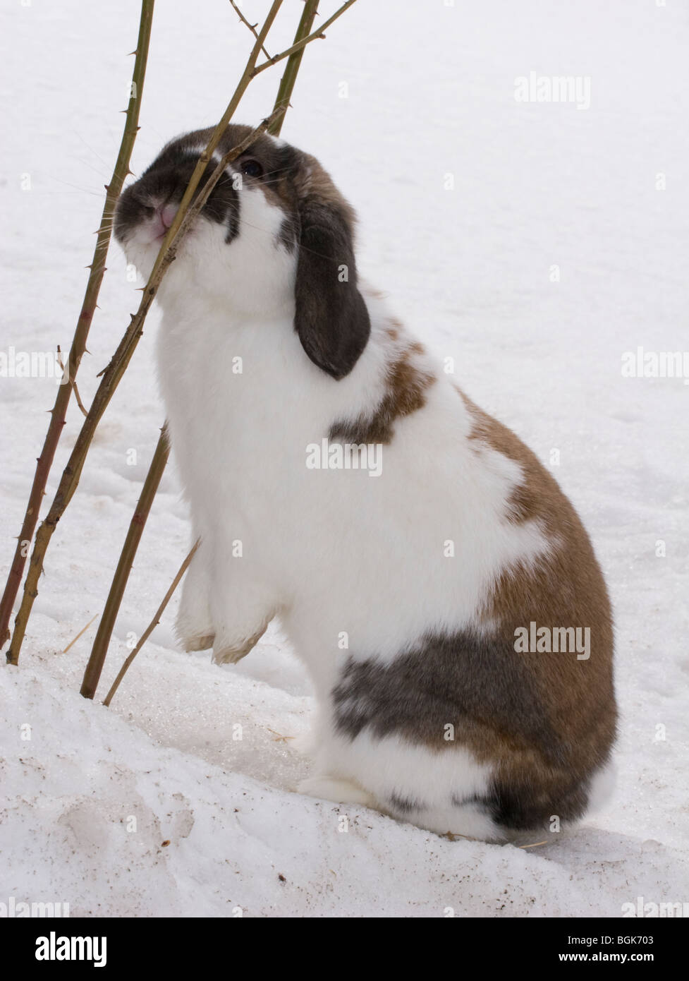 Holland Lop coniglio animale domestico navigare su rosebush in giardino all'aperto in inverno Foto Stock