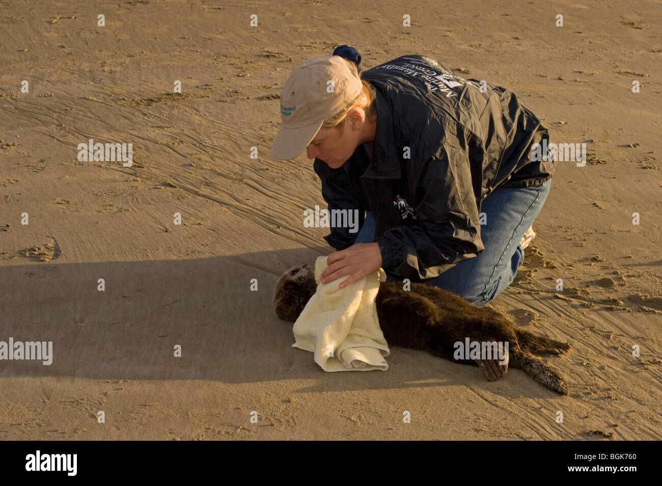 Donna che salva la giovane lontra marina con grave ipoglicemia e peritonite di Acanthocephalan, un'infiammazione addominale da infezione parassitaria Foto Stock