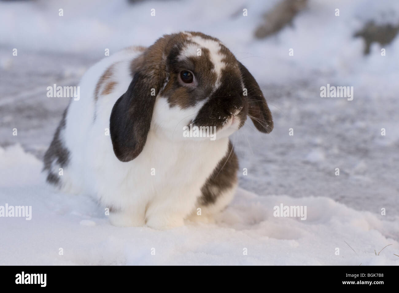 Holland Lop pet dwarf rabbit all aperto in inverno accanto a una passerella shoveled Foto Stock