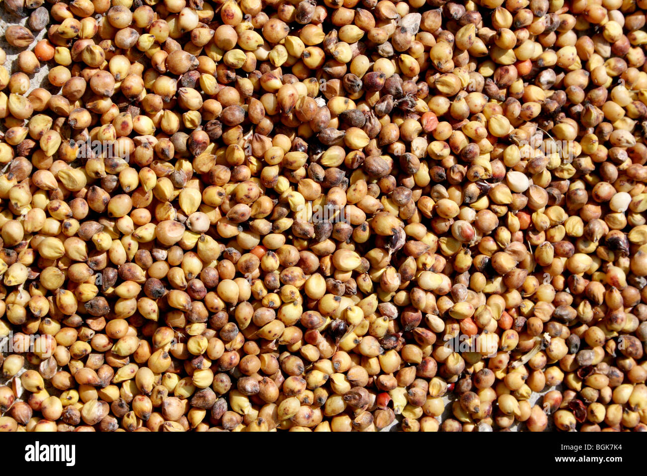 Cereali di sorgo Foto Stock