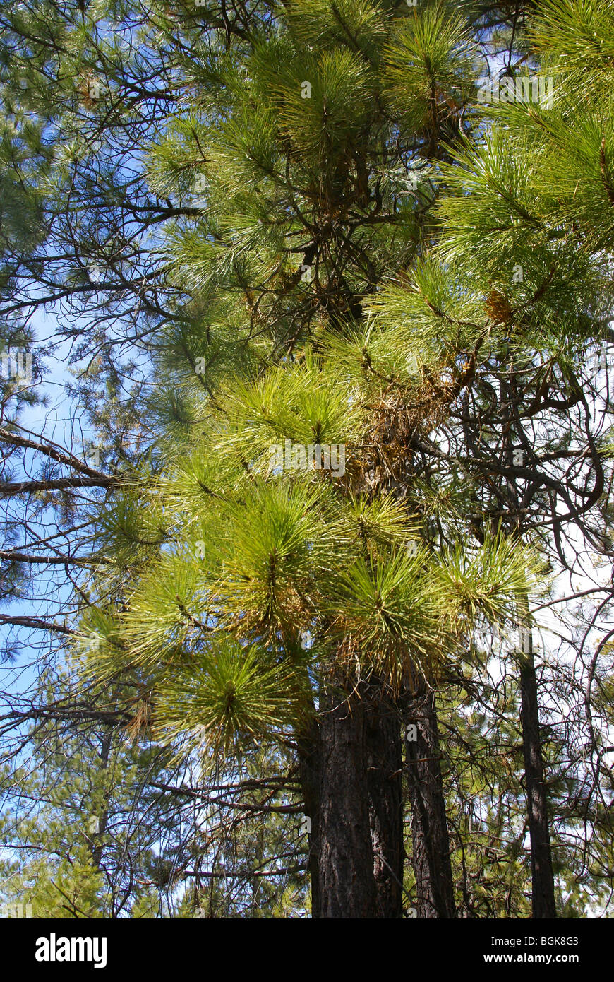 Pini Ponderosa e cielo blu, il fiume Deschutes trail, Oregon centrale Foto Stock