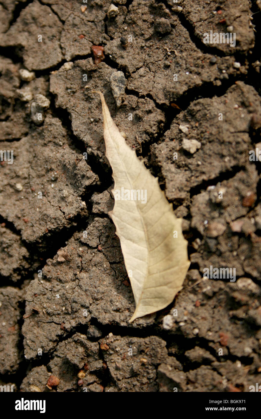 Asciugare neem foglie sulla terra incrinato Foto Stock