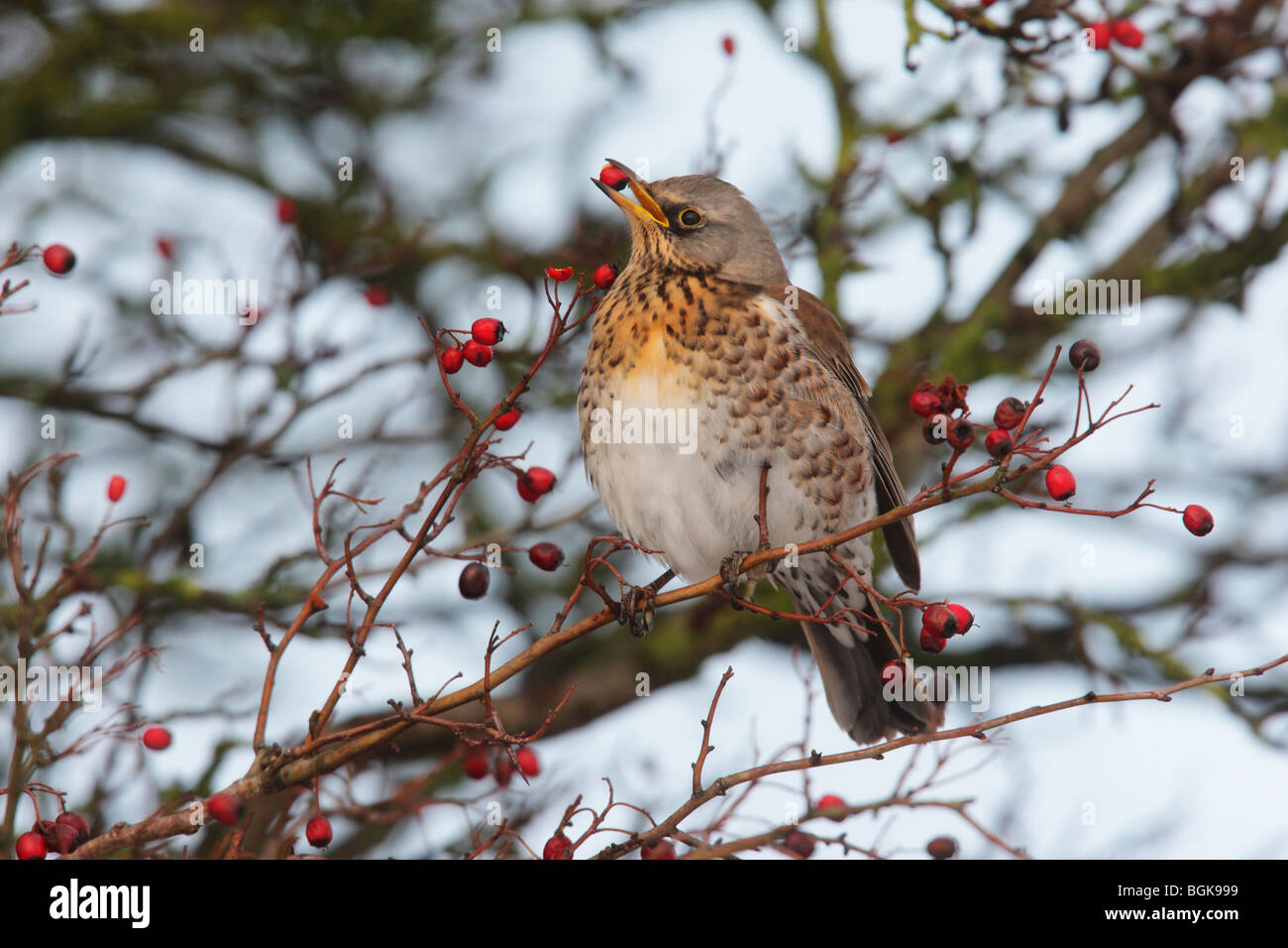 Allodole Cesene Beccacce, Turdus pilaris, un singolo uccello avanzamento sul rosso di bacche di biancospino, Dumfries Scozia, inverno 2009 Foto Stock