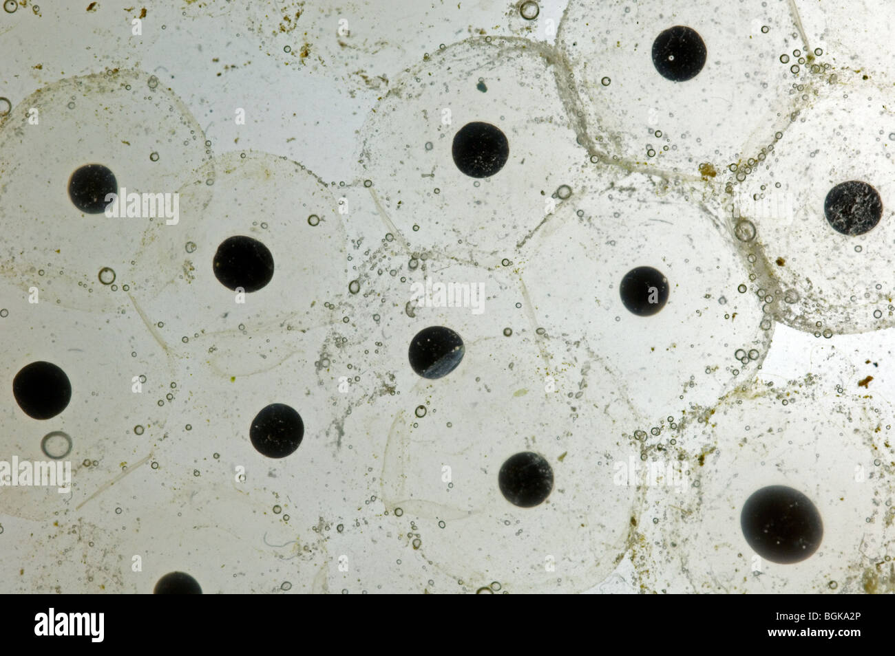 Frogspawn contenenti embrioni di comune europeo rana marrone (Rana temporaria) in stagno Foto Stock