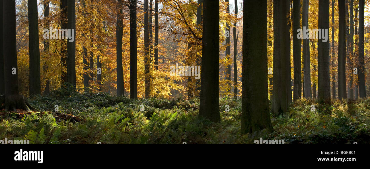 Alberi di faggio (Fagus sylvatica) nella Foresta di Soignies in autunno, Bruxelles, Belgio Foto Stock