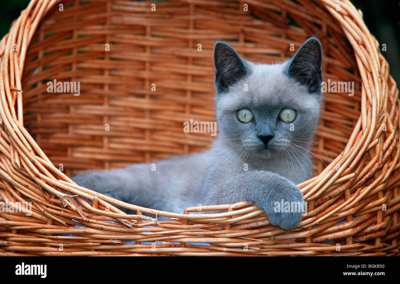 British Shorthair kitten (felis catus) nel cestello, RU gatto domestico razza Foto Stock