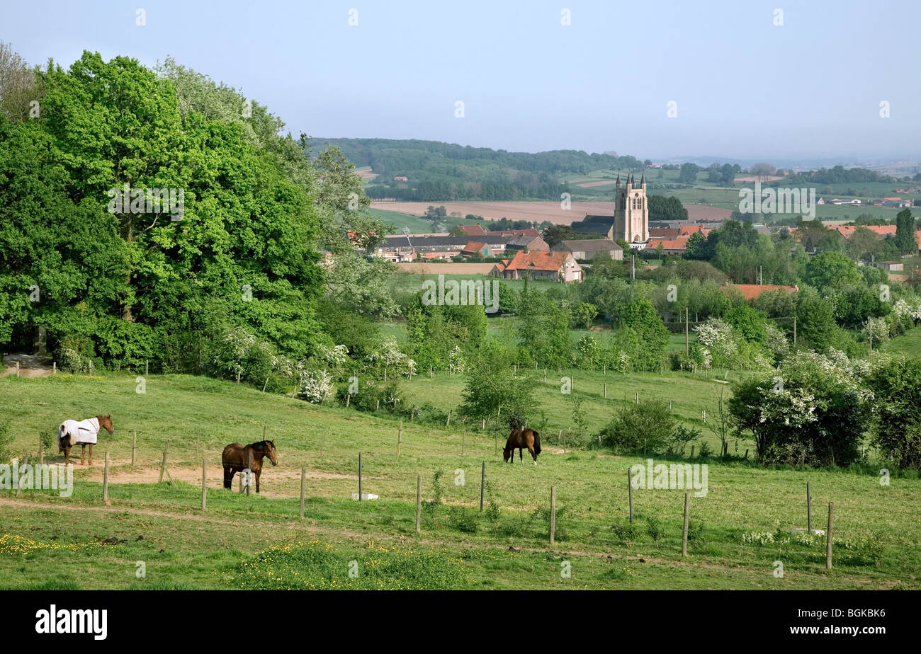 Cavalli nel prato e la chiesa di Loker, Heuvelland, Belgio Foto Stock