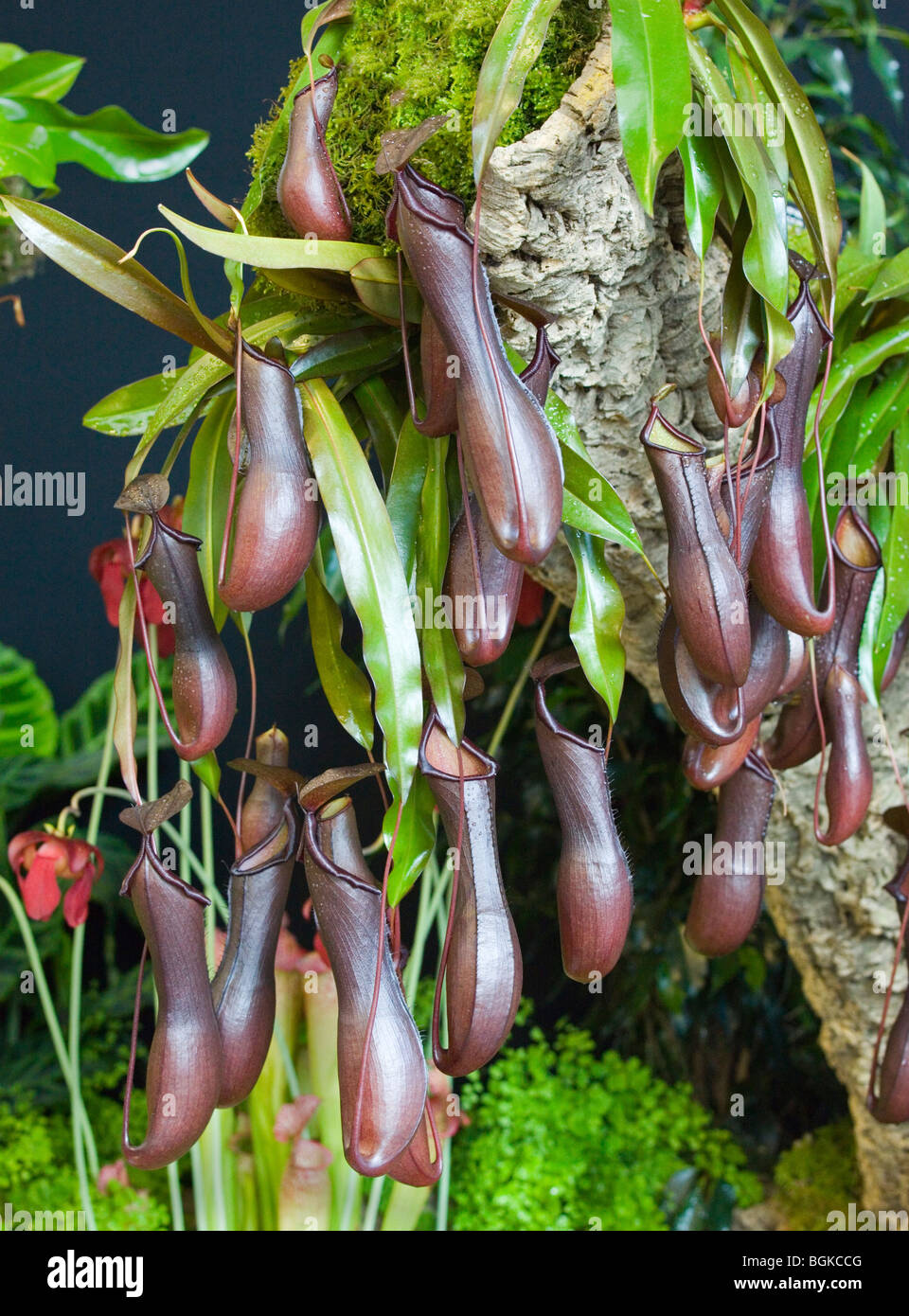 Nepenthes ibrido noto anche come la tazza di scimmia sul display a Harrogate Spring Flower Show Foto Stock