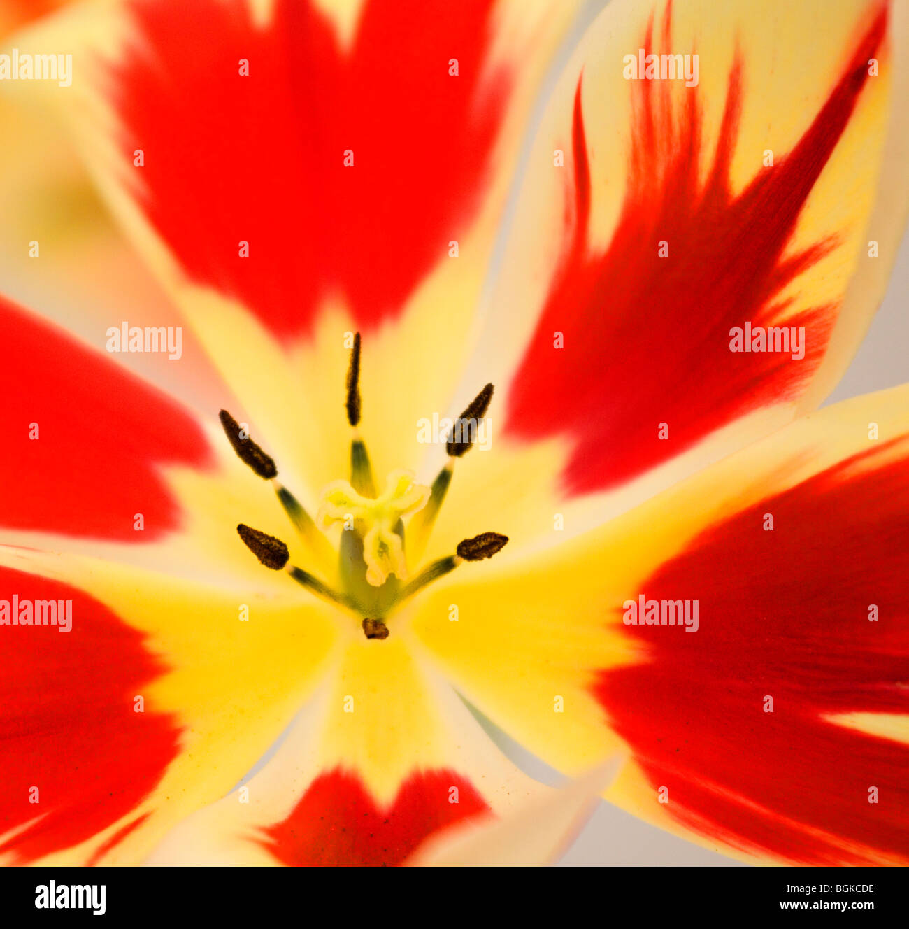 Close up di aprire completamente il rosso e il giallo tulip flower Foto Stock
