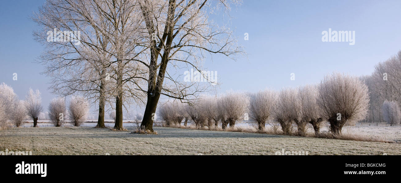 Pollard salici (Salix sp.) e pioppo (Populus sp.) coperto di brina in inverno, Belgio Foto Stock