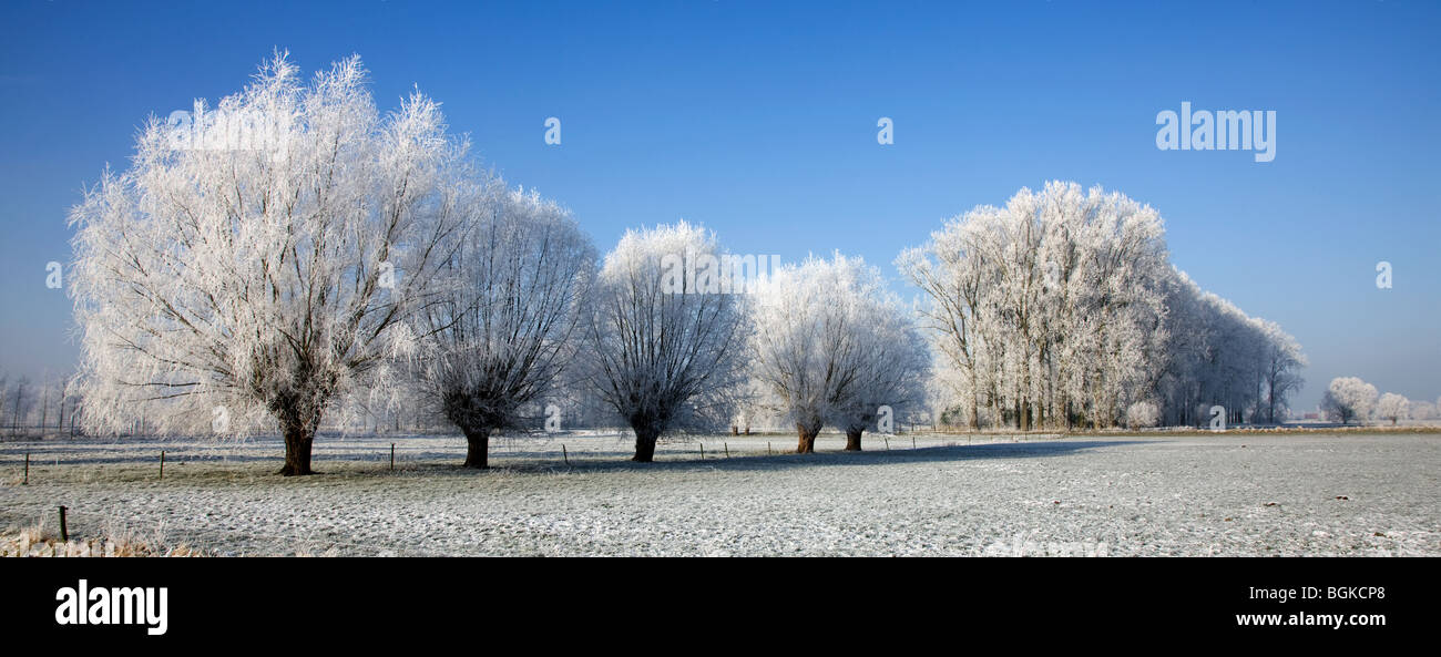 Pollard salici (Salix sp.) e pioppo (Populus sp.) coperto di brina in inverno, Belgio Foto Stock