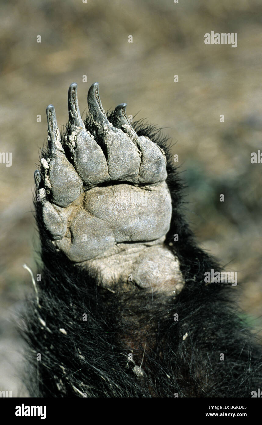 Europea (Badger Meles meles) in prossimità del lato inferiore della zampa anteriore / forepaw e artigli Foto Stock