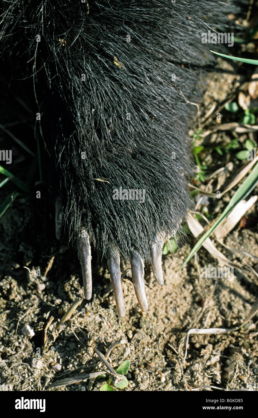 Europea (Badger Meles meles) close up della zampa anteriore / forepaw e artigli Foto Stock