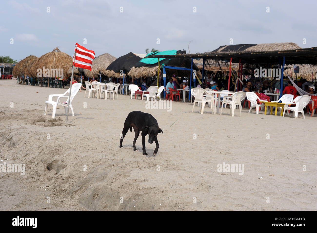 Cane su di pescatori di spiaggia vicino al vecchio villaggio di pescatori La Boquilla, Colombia, Sud America Foto Stock