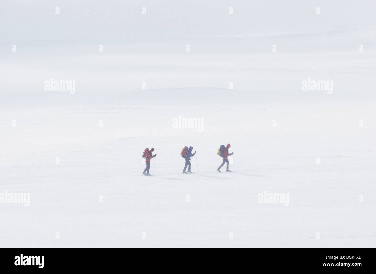 Gli escursionisti sono lo sci di fondo nella tempesta di neve, Dovrefjell National Park, Norvegia Foto Stock