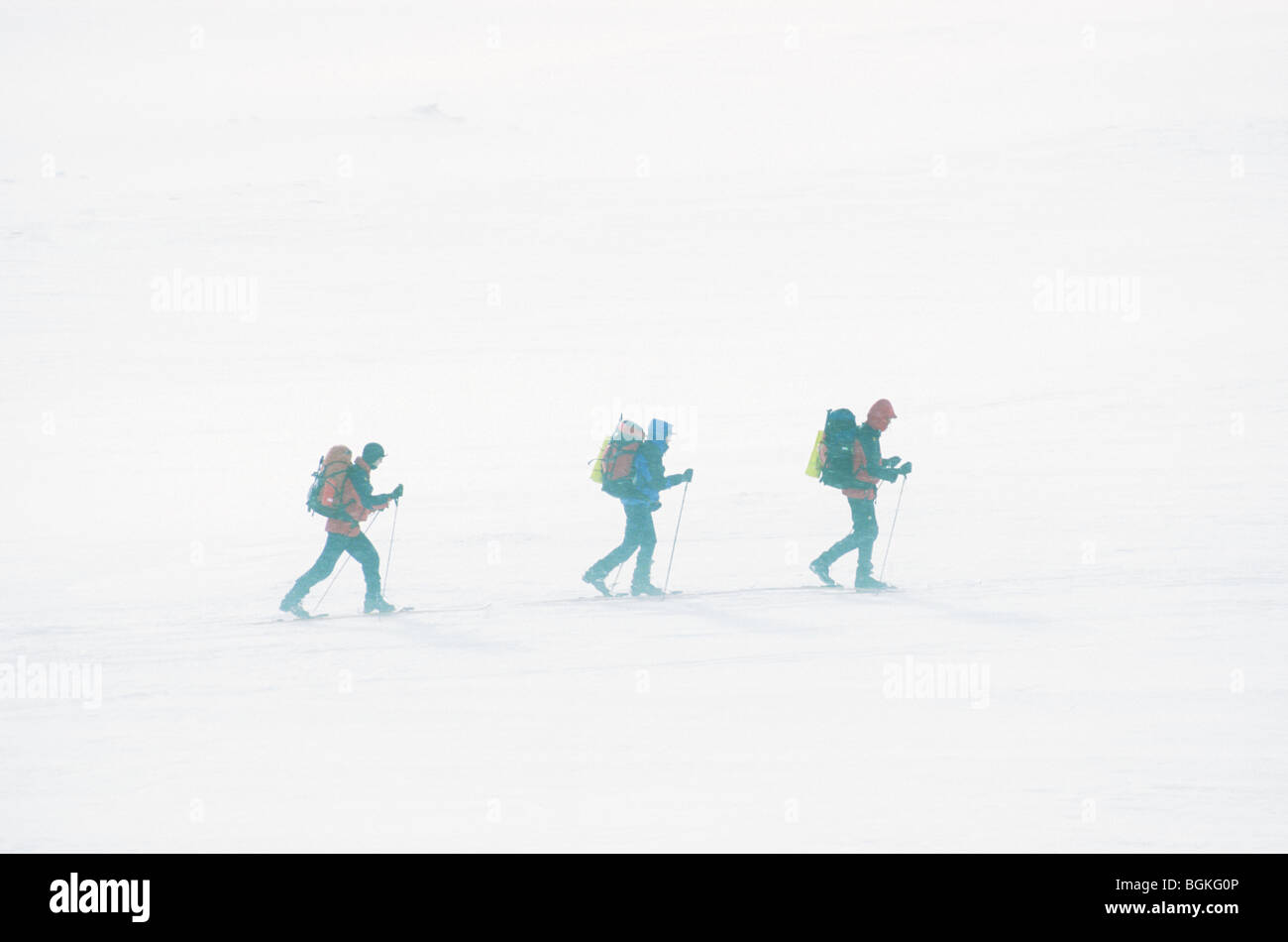 Gli escursionisti sono lo sci di fondo nella tempesta di neve, Dovrefjell National Park, Norvegia Foto Stock