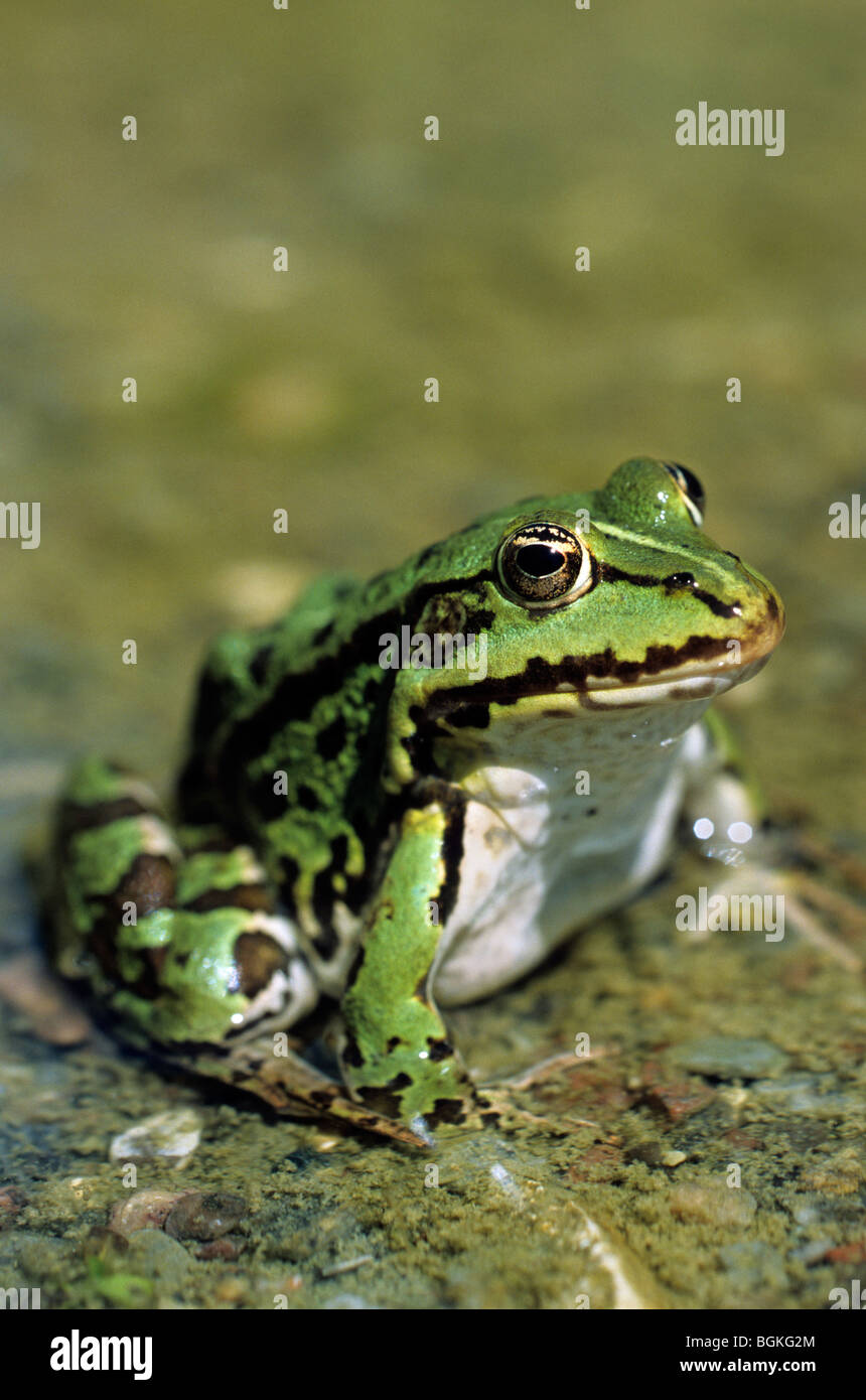 Piscina (rana lessonae Pelophylax / Rana lessonae) in acqua Foto Stock