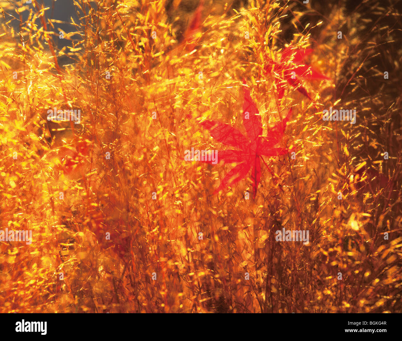 Le foglie in autunno il colore Foto Stock