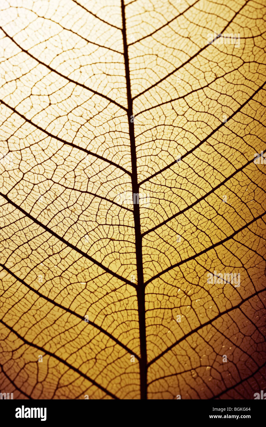 Struttura di una foglia appassito Foto Stock