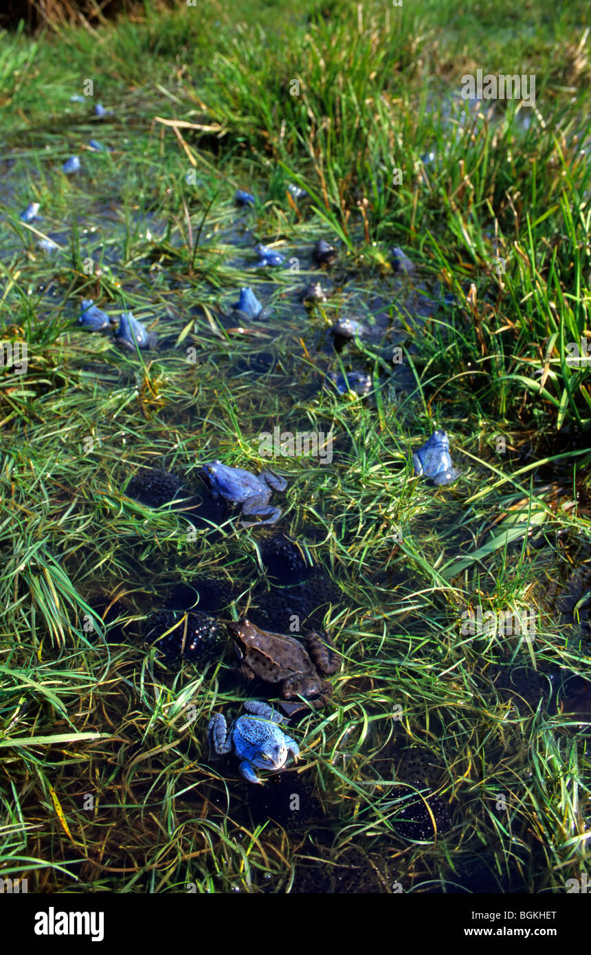 Moor rane (Rana arvalis) tra frogspawn durante la stagione riproduttiva nella palude Foto Stock