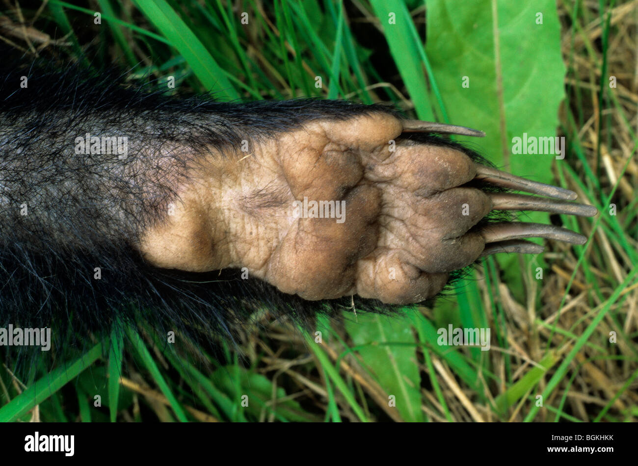 Europea (Badger Meles meles) in prossimità del lato inferiore zampa e artigli Foto Stock