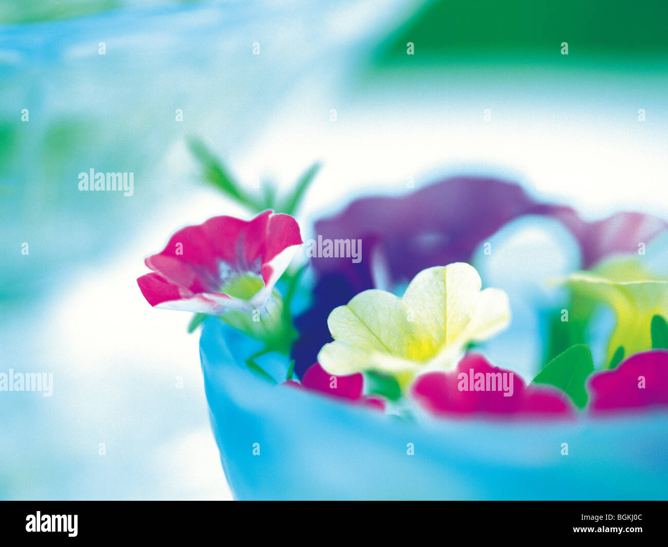 Fiori in un vaso Foto Stock