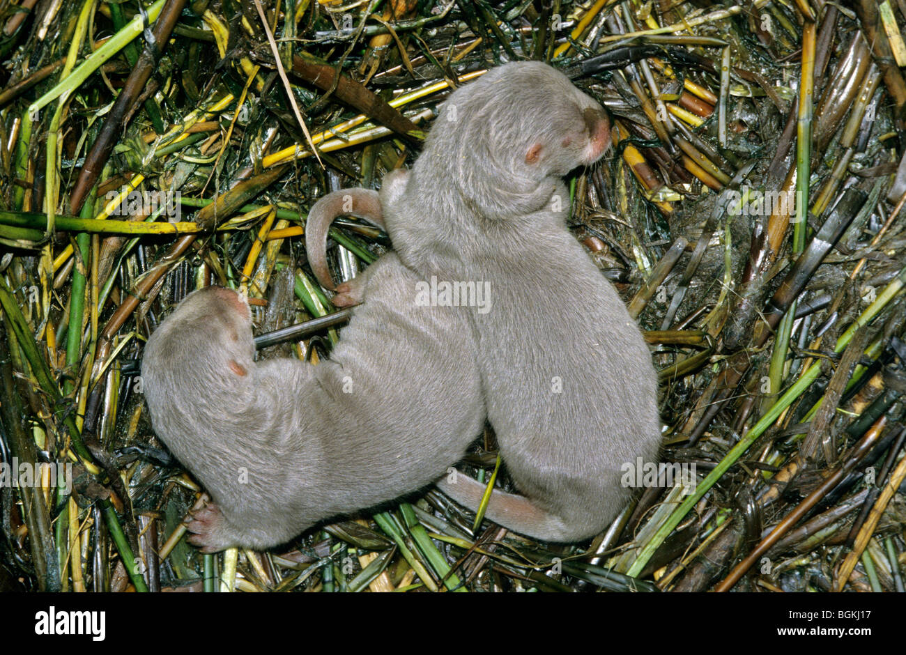 Due comunità Lontra di fiume cuccioli (Lutra lutra) dormire nel nido Foto Stock