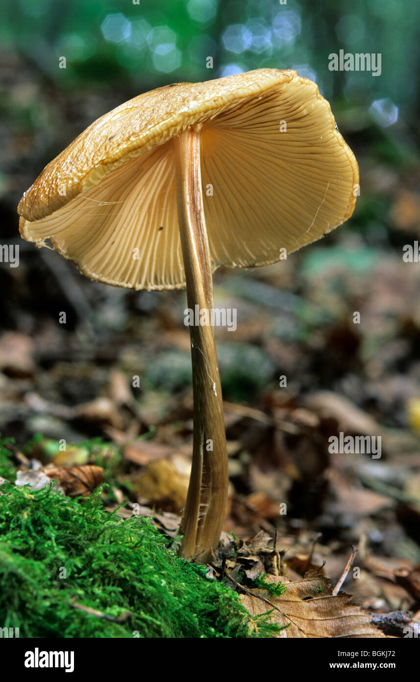 Radice profonda fungo / radicamento gambo del fungo (Xerula radicata / Oudemansiella radicata) Foto Stock