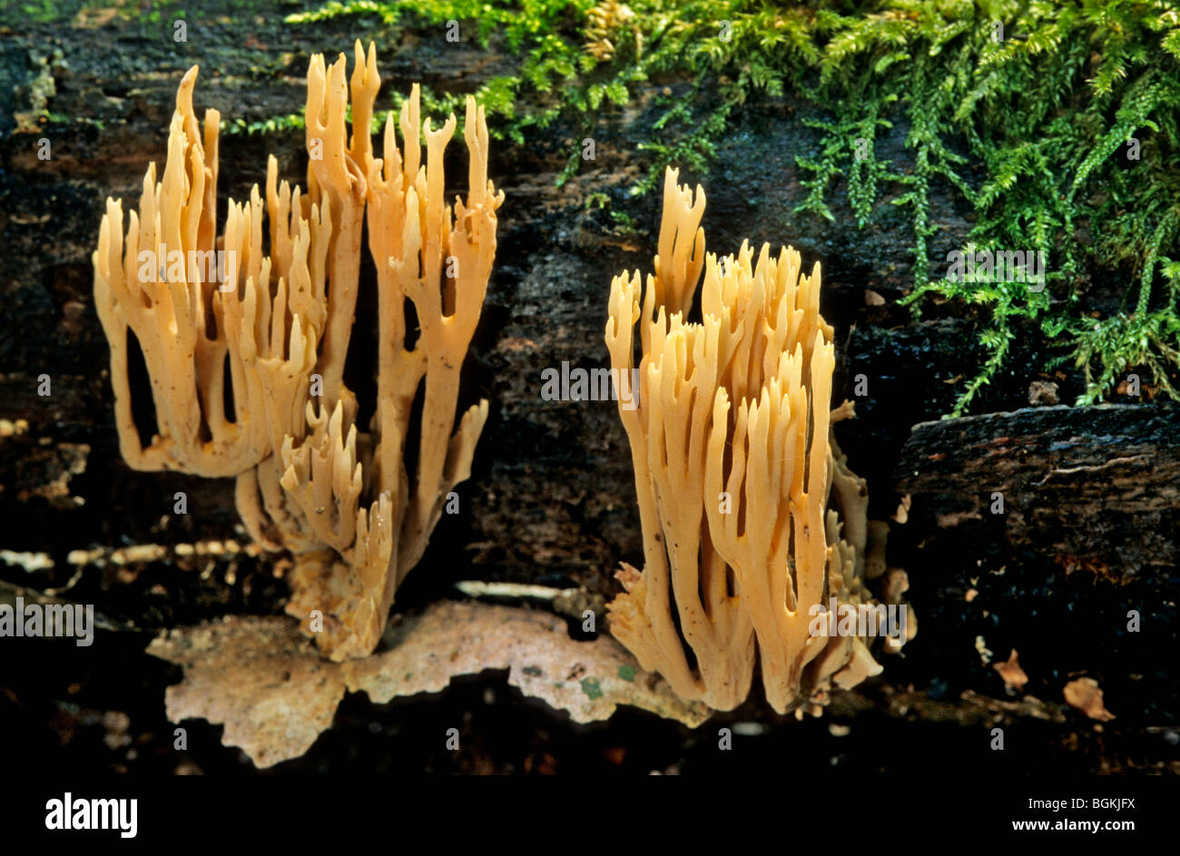 Montante coral / rigorosa ramo di corallo (Ramaria stricta) crescente sul tronco di albero Foto Stock