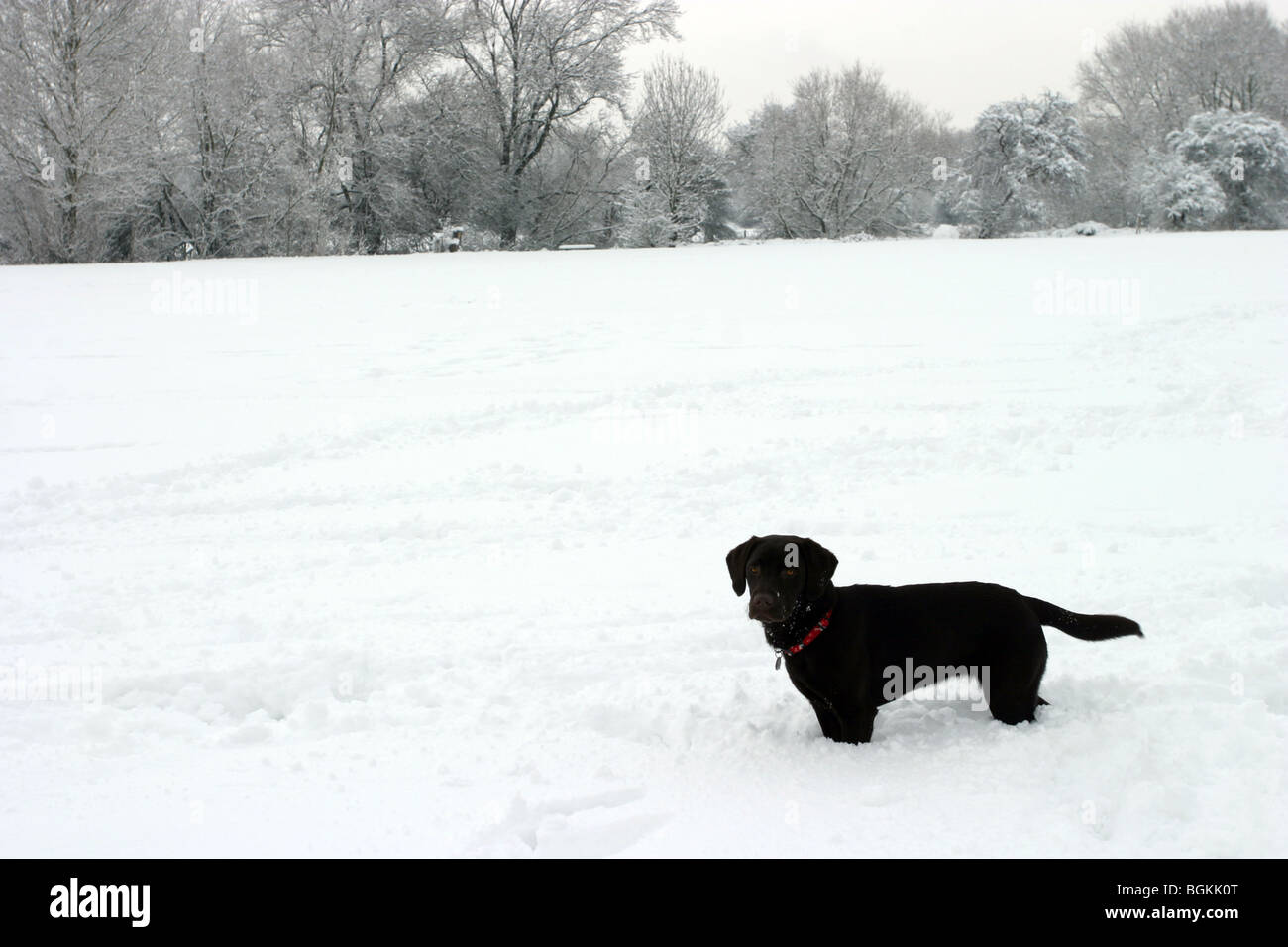 Cucciolo Cockador giocare nella neve Foto Stock