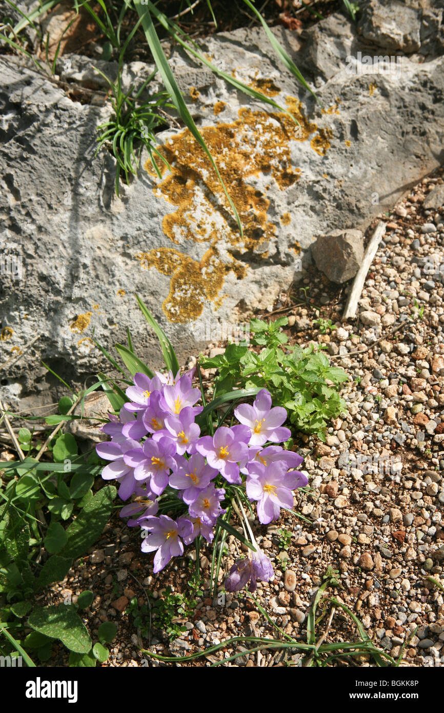 Fiori autunnali su superiore Monemvasia Rock Foto Stock