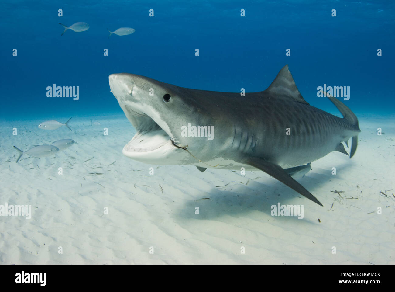 Un squalo tigre (Galeocerdo cuvier) mostra il suo embedded amo da pesca nell'angolo della sua bocca Foto Stock