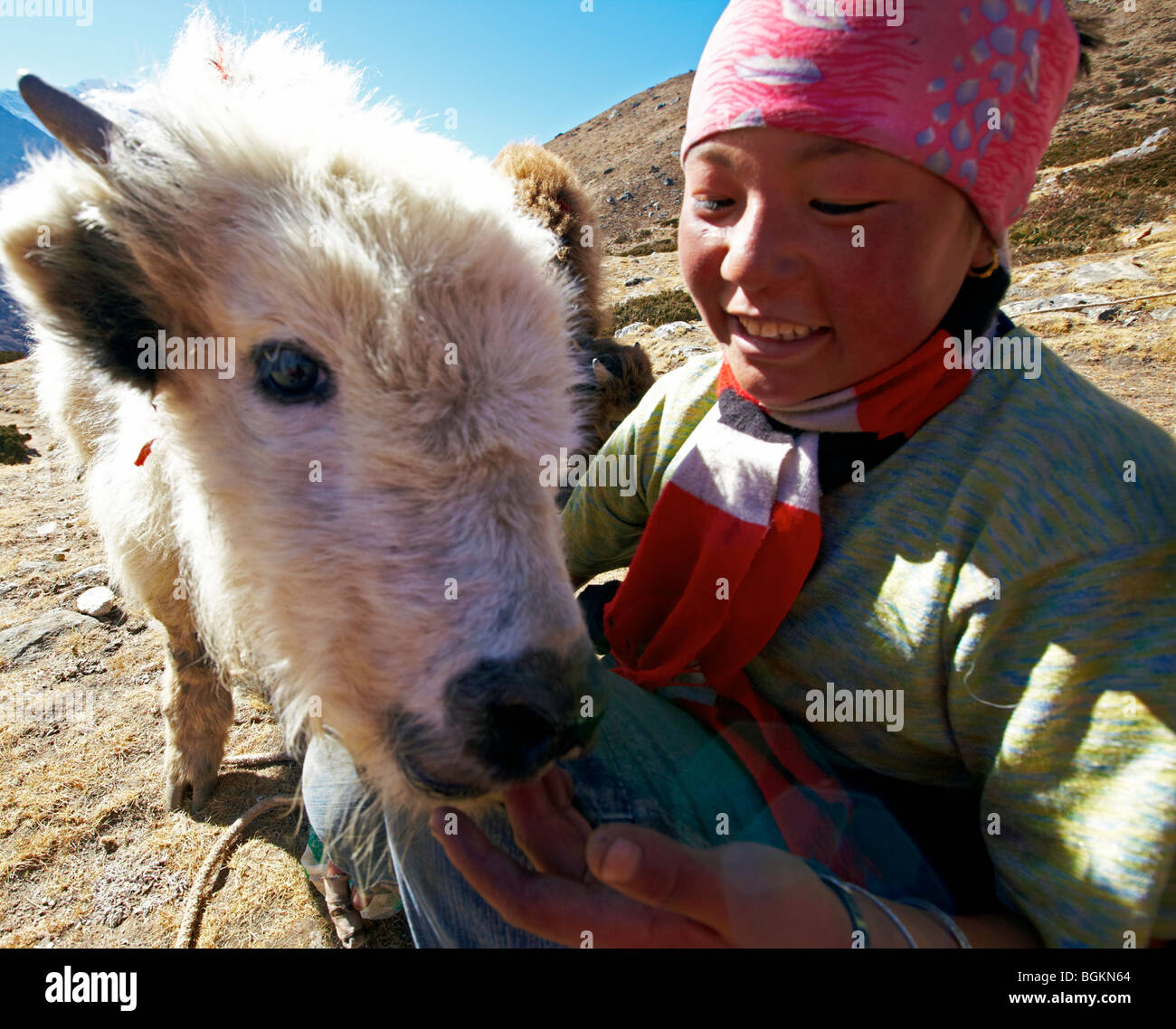 Femmina di yak Herder con Baby Yak Everest Regione Himalaya Nepal Asia Foto Stock