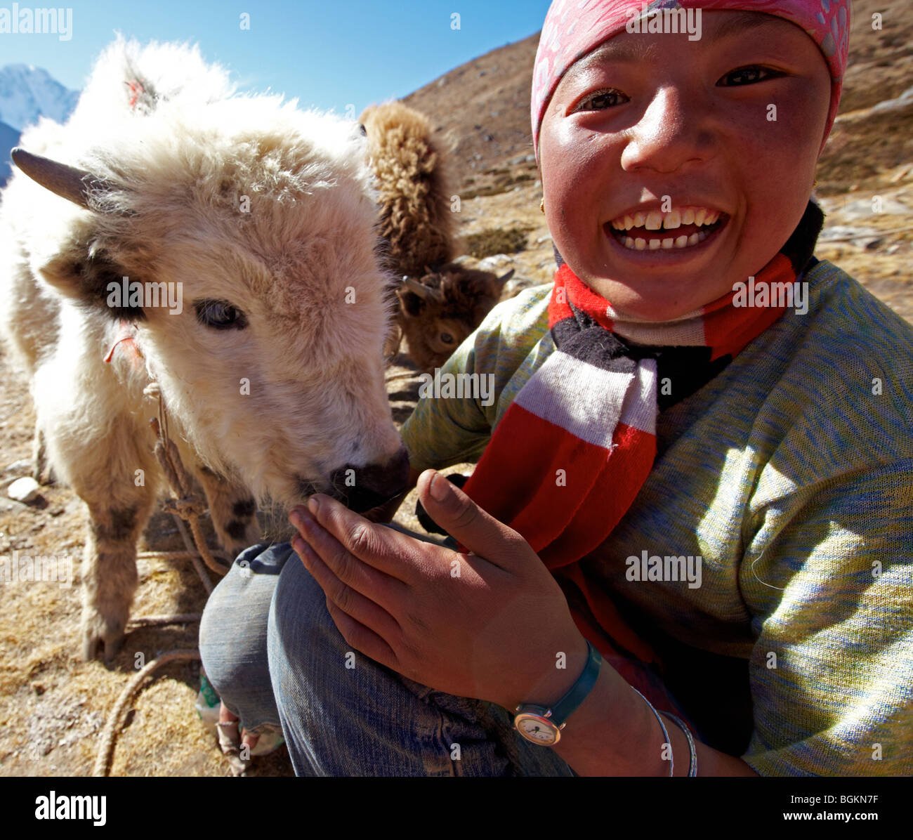 Femmina di yak Herder con Baby Yak Everest Regione Himalaya Tibet Asia Foto Stock