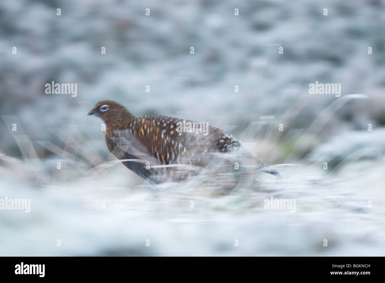 Red Grouse (Lagopus lagopus scotticus) in esecuzione tra le coperte di neve e di erba heather con il gelo e la neve sulla sua schiena Foto Stock