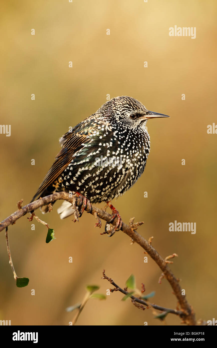 Starling (Sturnus vulagris) in inverno piumaggio mostra macchie e piumaggio iridescente Foto Stock