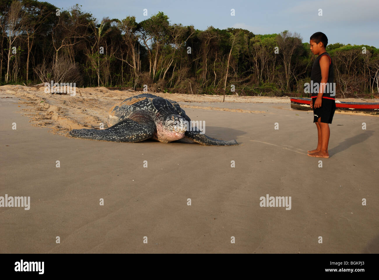 Tartaruga Liuto dopo la deposizione delle uova tornando a mare con un black boy guardando lei Foto Stock