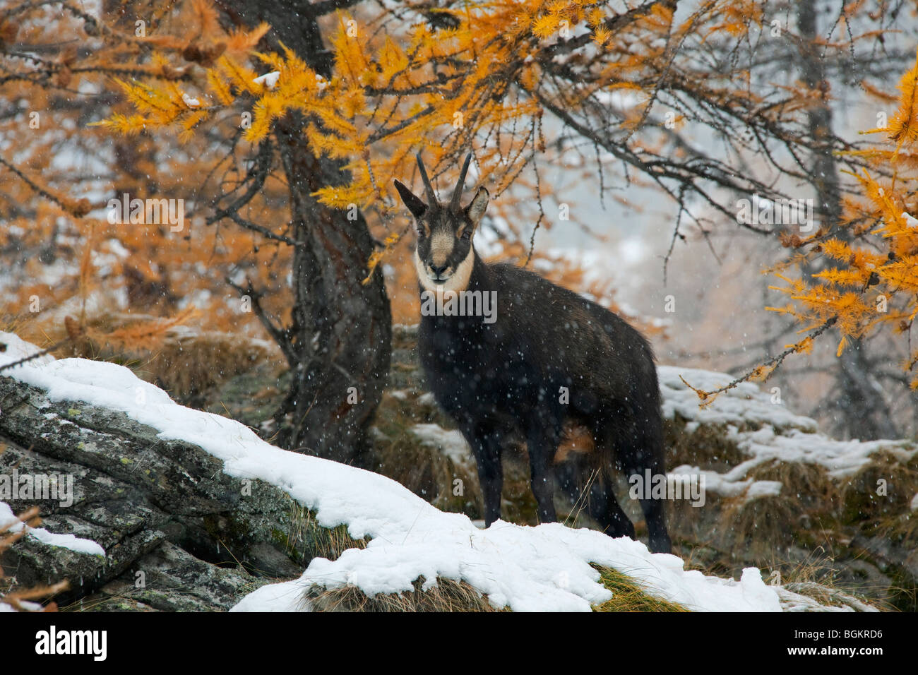 Il camoscio (Rupicapra rupicapra) nel bosco di larice (Larix decidua) nella neve in autunno Foto Stock