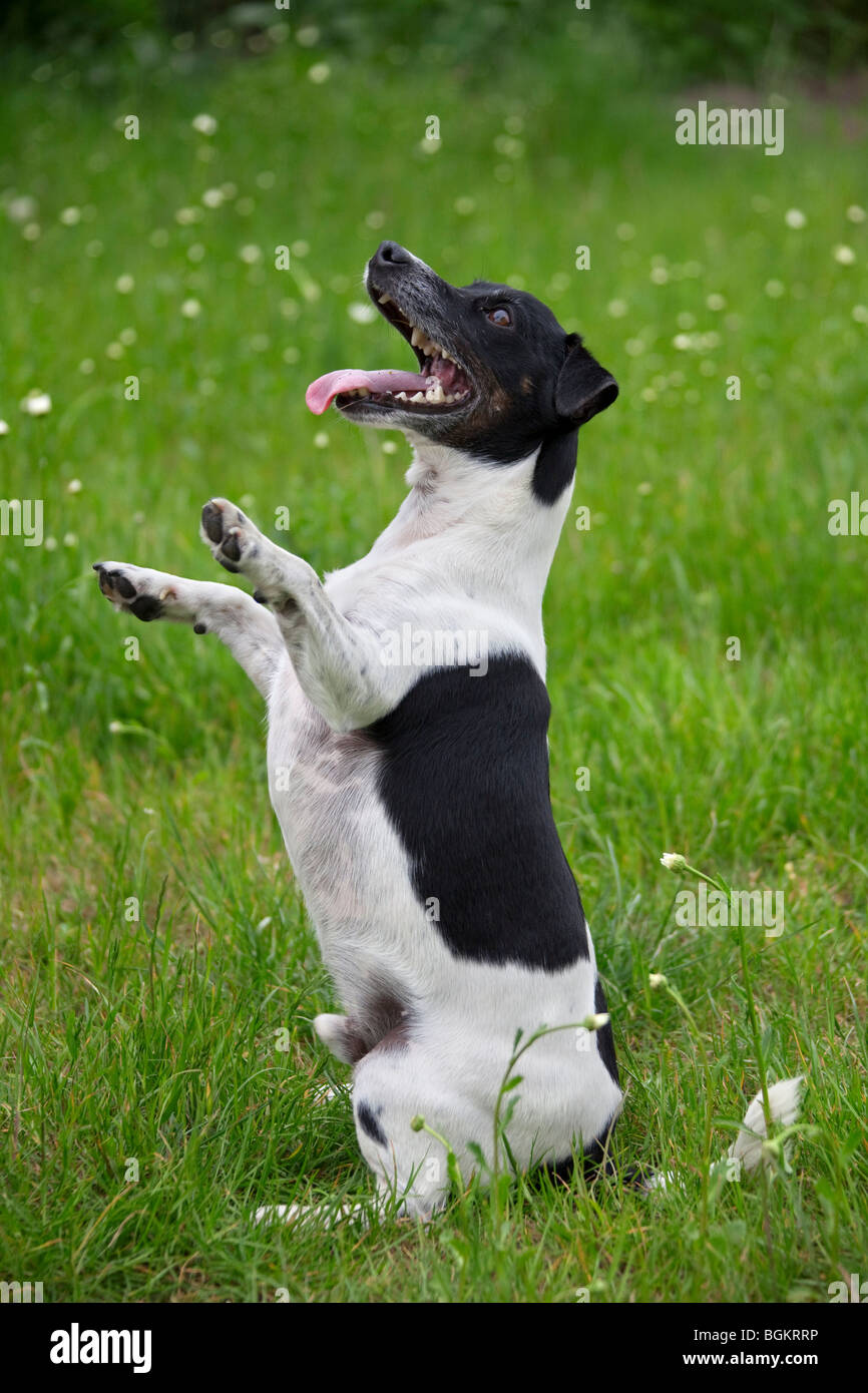 Jack Russell Terrier (Canis lupus familiaris) seduto in posizione eretta in giardino Foto Stock