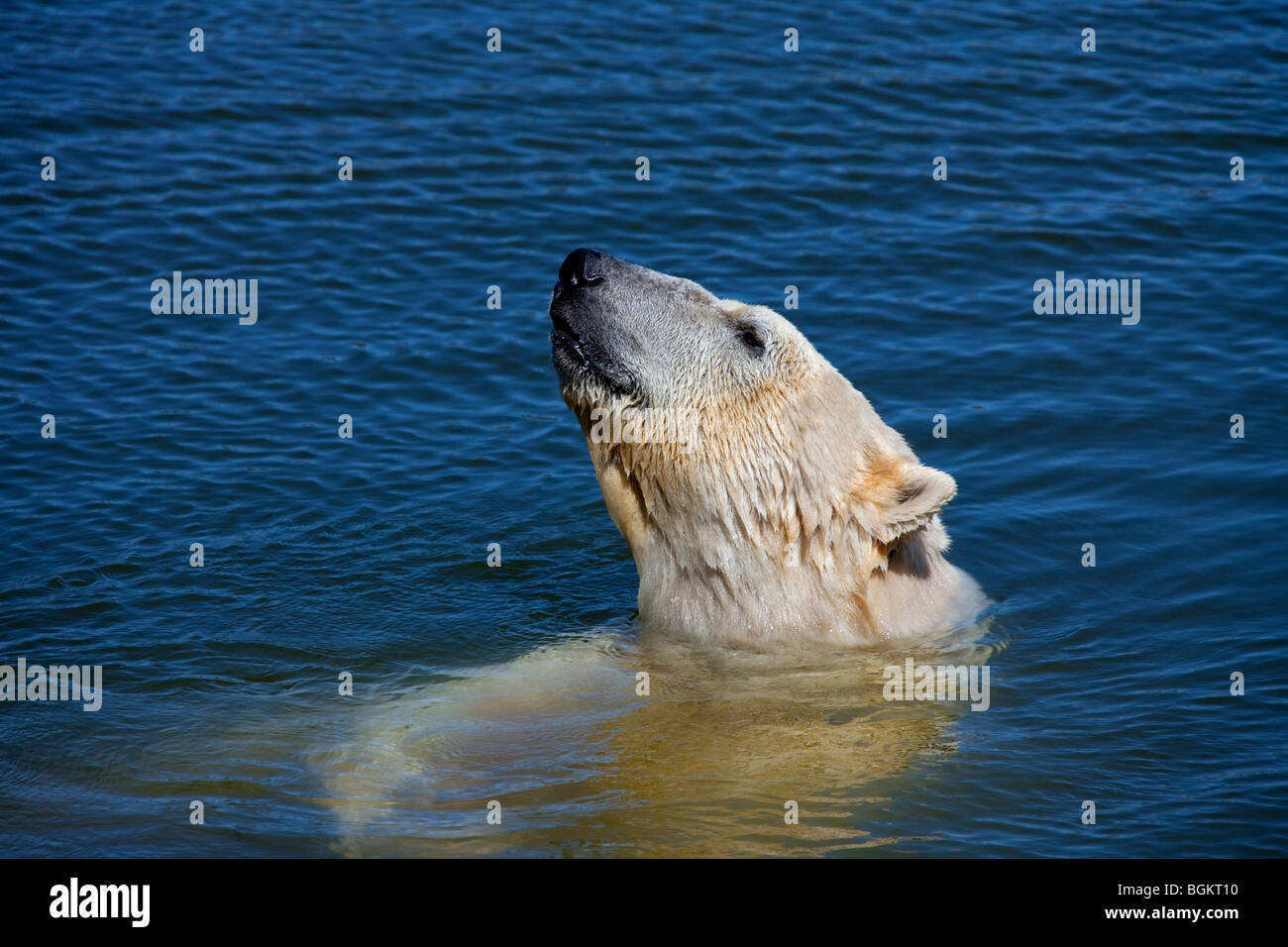 Orso polare (Ursus maritimus / Thalarctos maritimus) nuotare nel mare, Norvegia Foto Stock