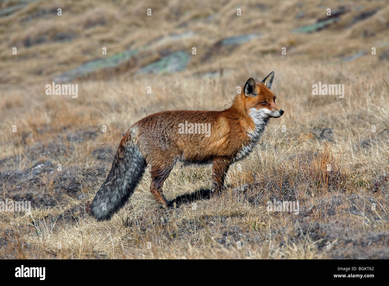 Red Fox (Vulpes vulpes vulpes) nella prateria autunno Foto Stock