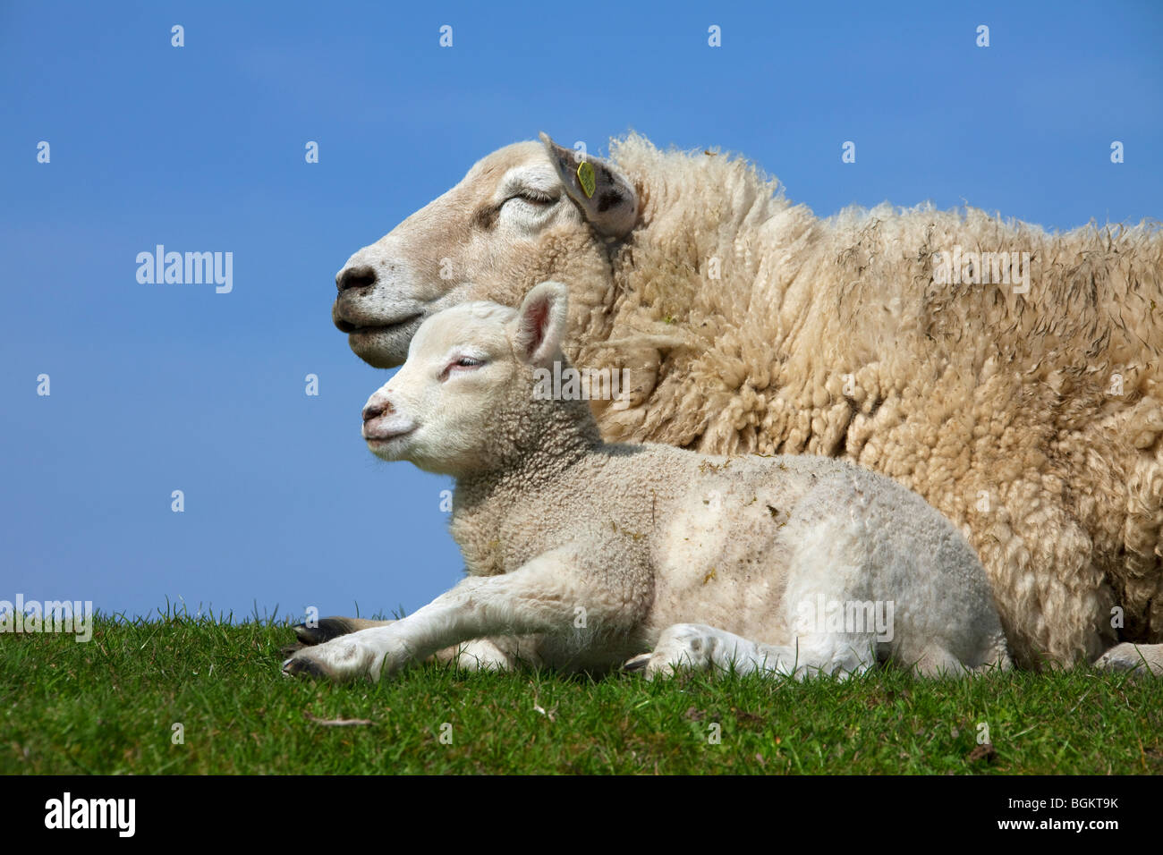 Gli animali domestici delle specie ovina (Ovis aries) bianco Pecora con agnello, Germania Foto Stock