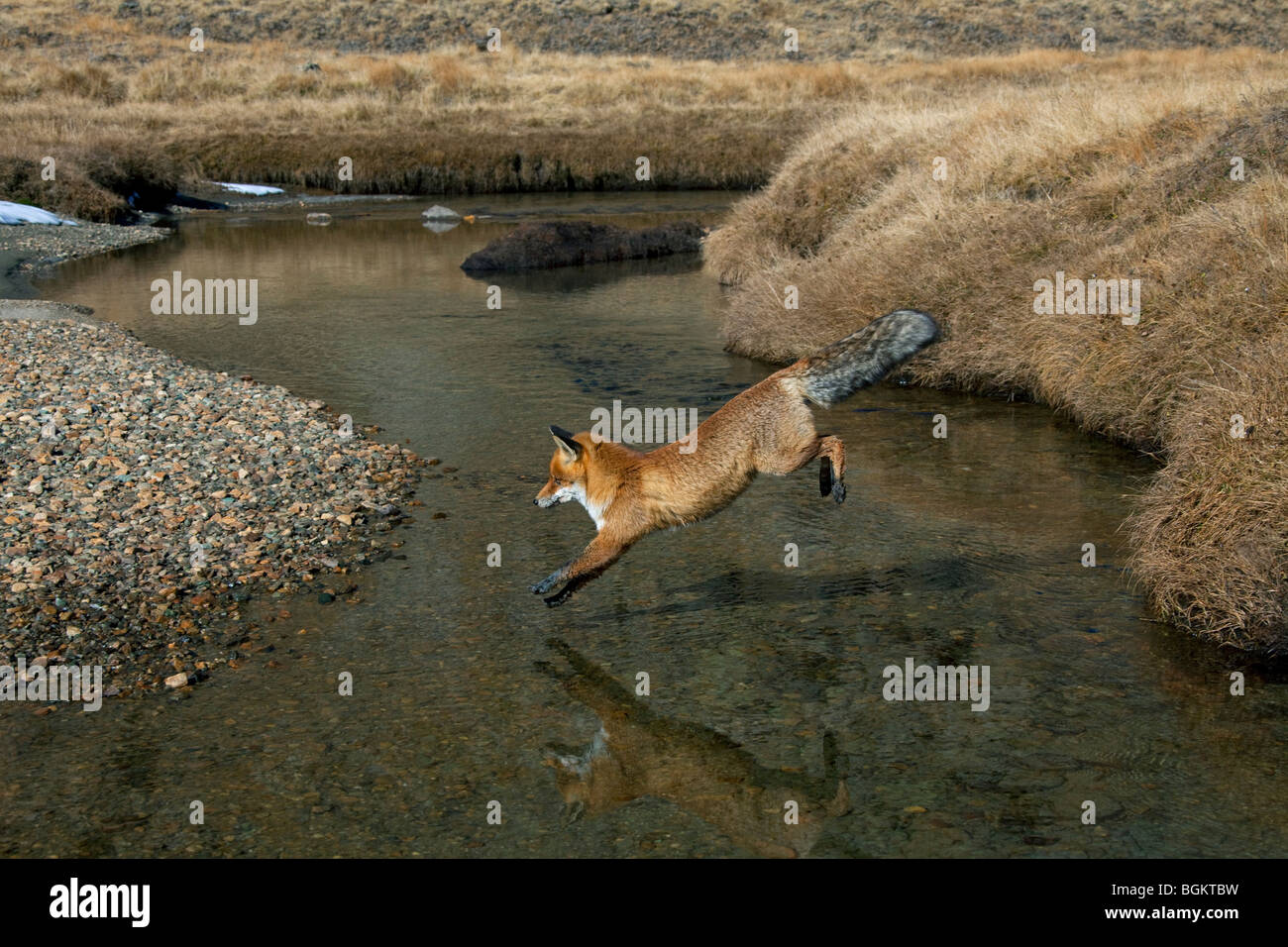 Red Fox (Vulpes vulpes vulpes) salta sopra il fiume Foto Stock
