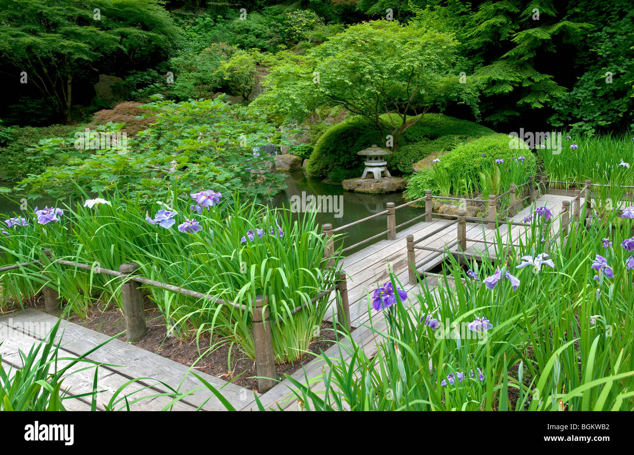 Iris e la passerella. Portland Giardini Giapponesi. Oregon Foto Stock