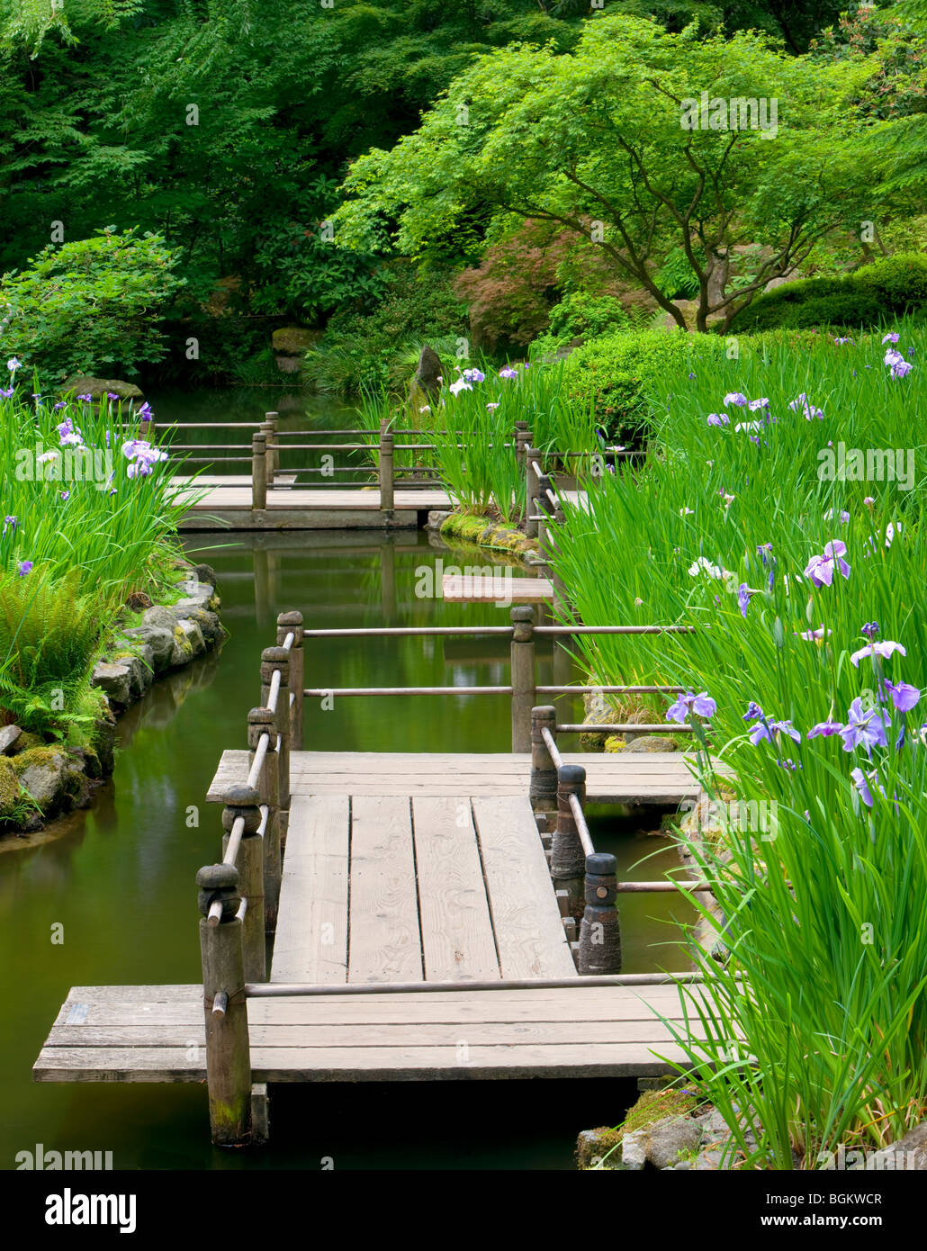 Iris e la passerella. Portland Giardini Giapponesi. Oregon Foto Stock