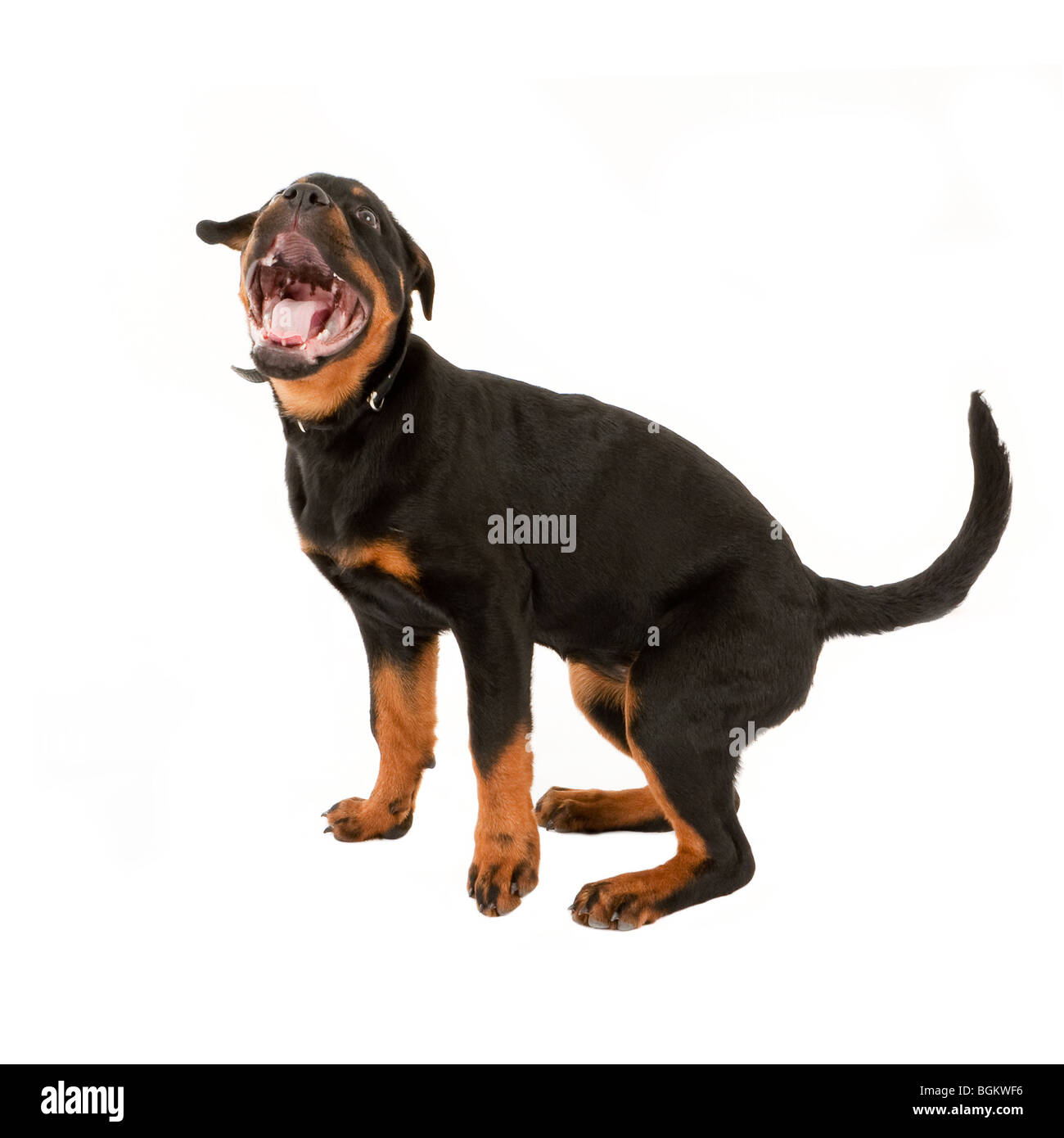 Rottweiler cucciolo Foto Stock