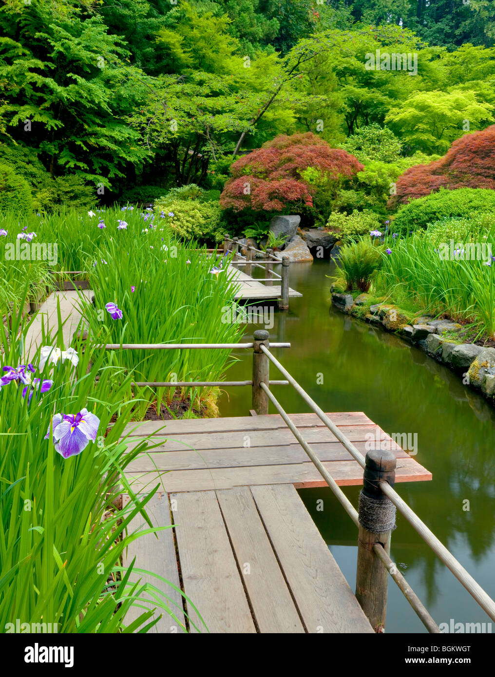 Iris e la passerella. Portland Giardini Giapponesi. Oregon Foto Stock