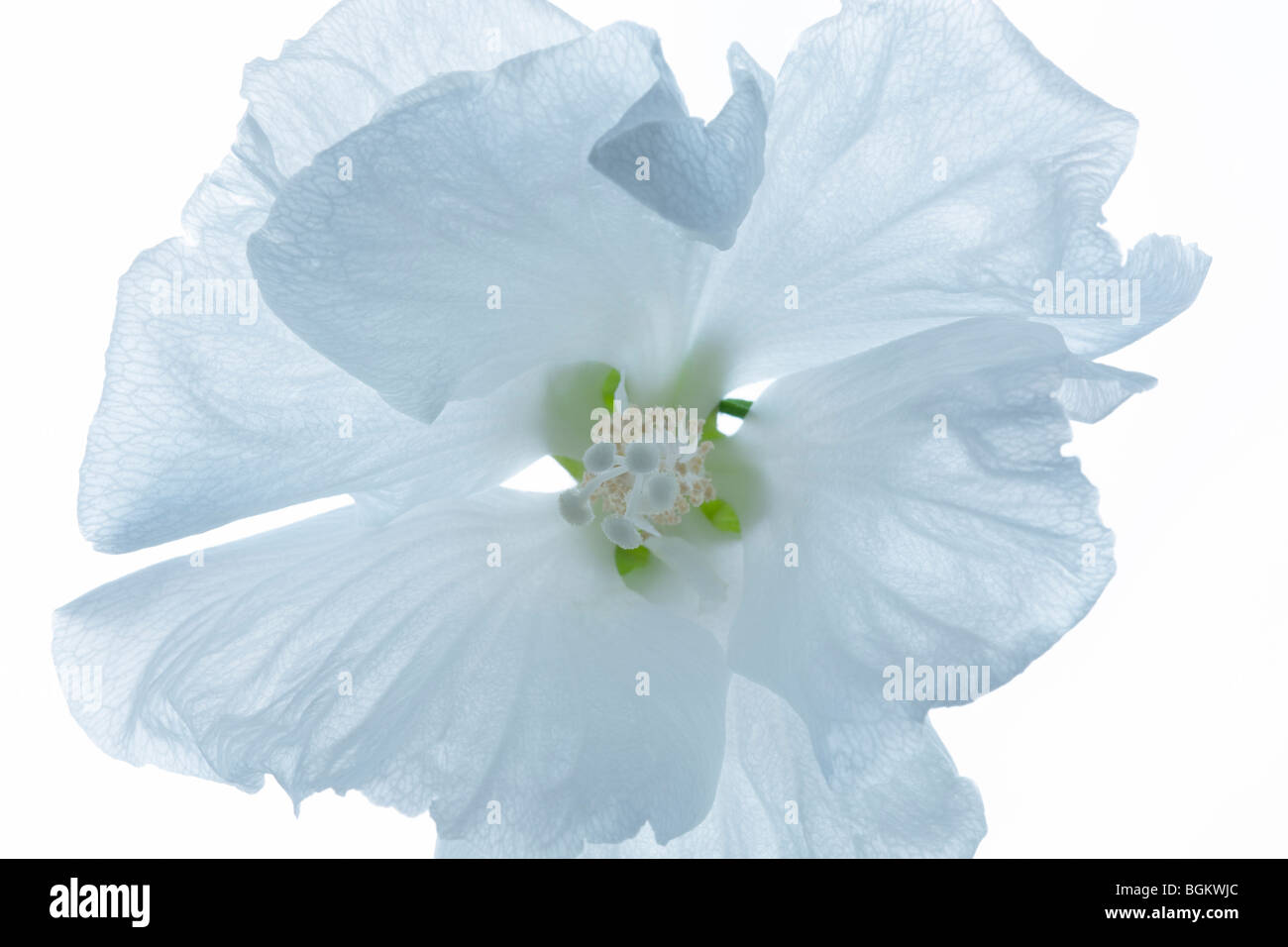 Rosa di Sharon (Hybiscus syriacus diana') blossom close up. Wilsonville, Oregon Foto Stock